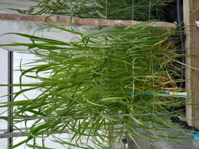 Click for 2 image(s) for this accession.